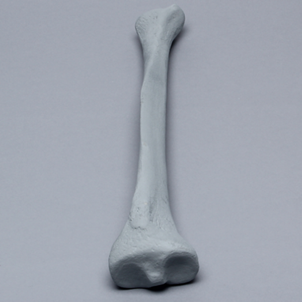 Tibia with Radiopaque Properties, Left, Medium