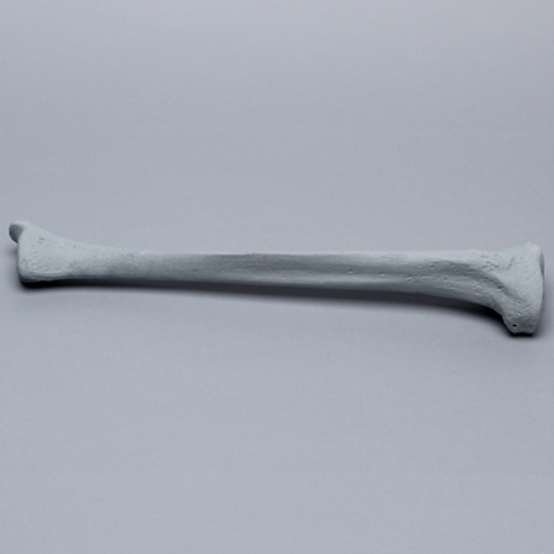 Tibia with Radiopaque Properties, Left, Medium