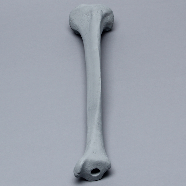 Tibia with Radiopaque Properties, Left, Medium