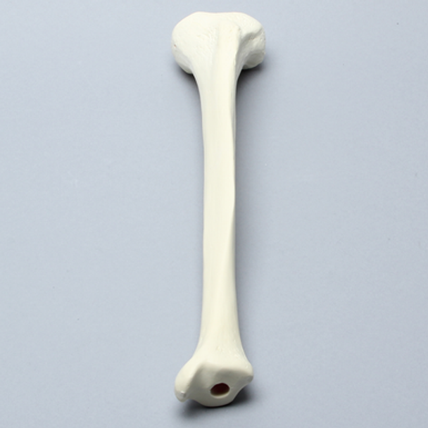 Tibia, High Density, Left, Medium