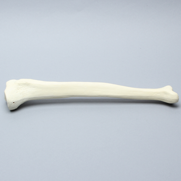 Tibia, High Density, Left, Medium