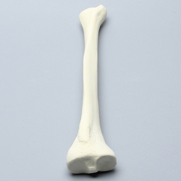 Tibia, High Density, Left, Medium