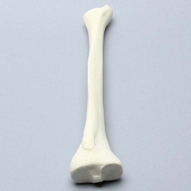 Tibia, High Density, Left, Medium