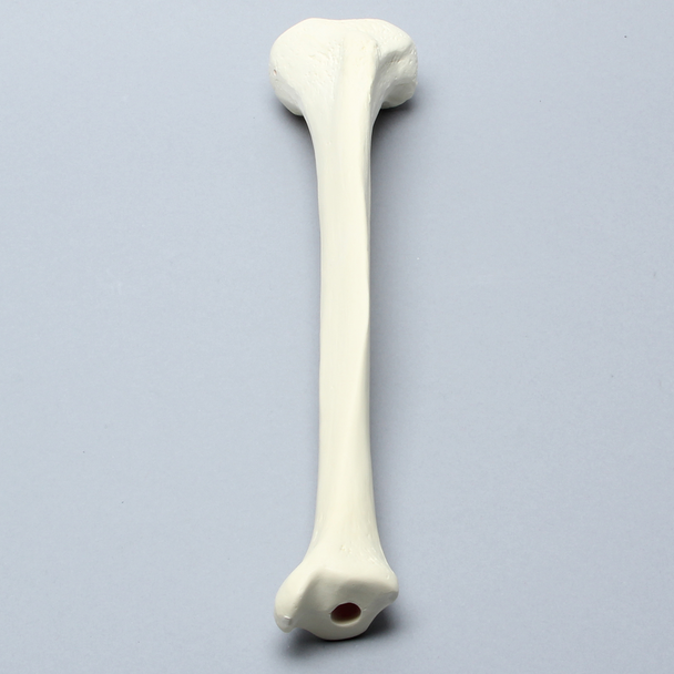 Tibia, High Density, Left, Medium
