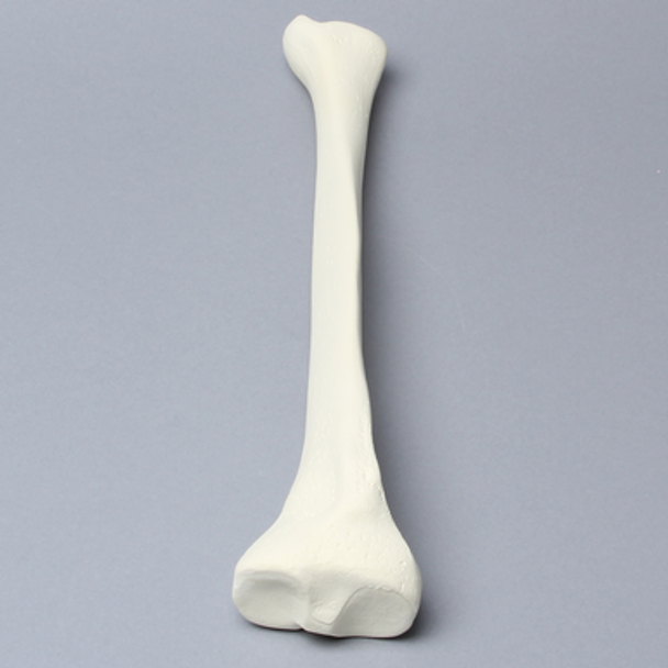 Tibia with 12 mm, Foam Cortical, Right, Medium