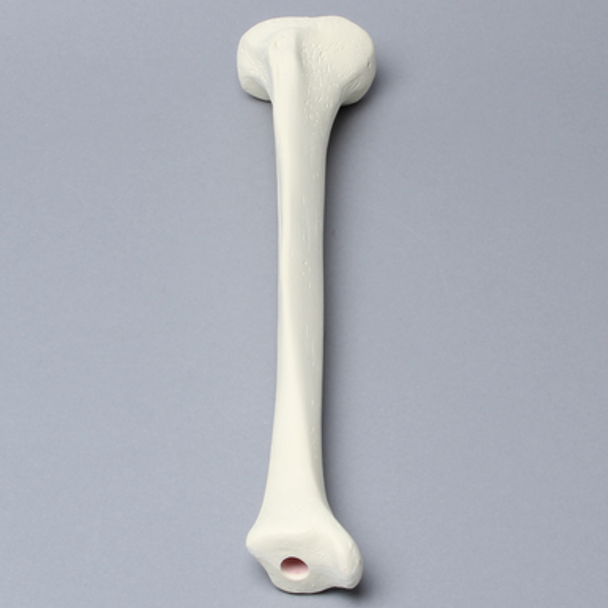 Tibia with 12 mm, Foam Cortical, Right, Medium
