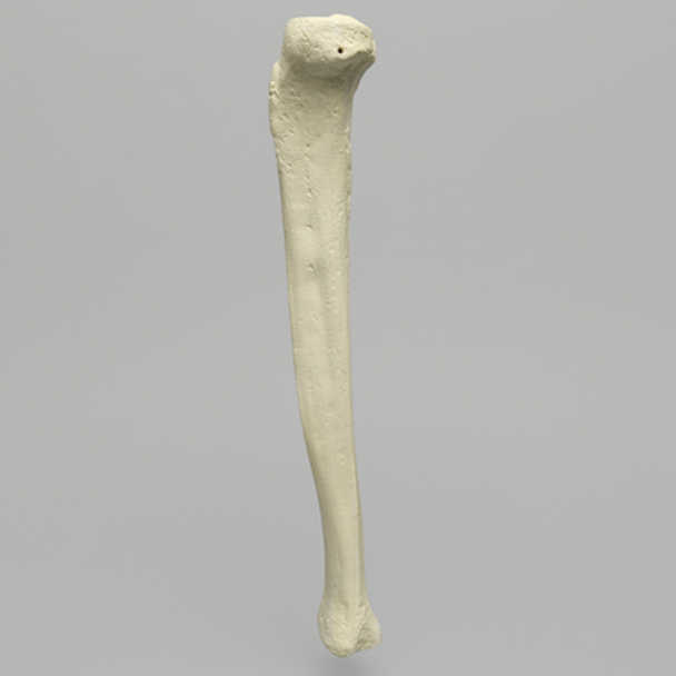 Tibia with 12.7 mm Canal, Foam Cortical Shell, Left, Medium