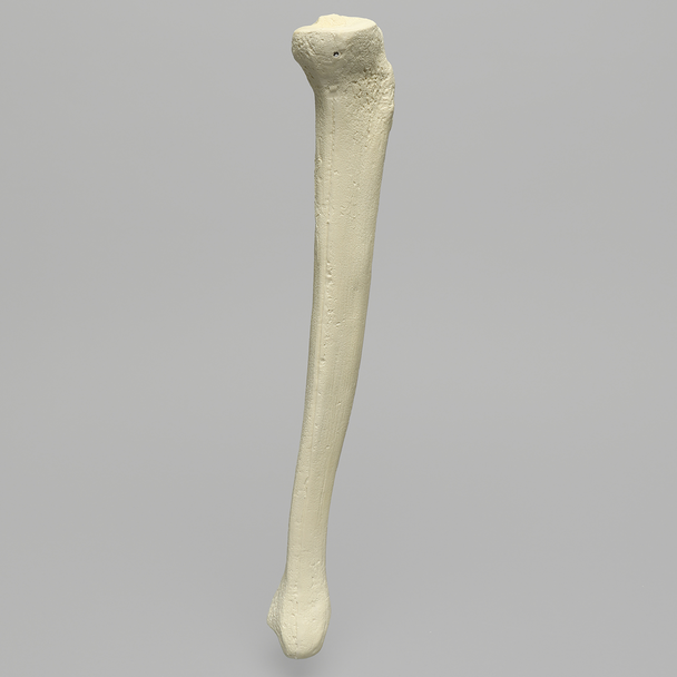 Tibia with 12.7 mm Canal, Foam Cortical Shell, Left, Medium