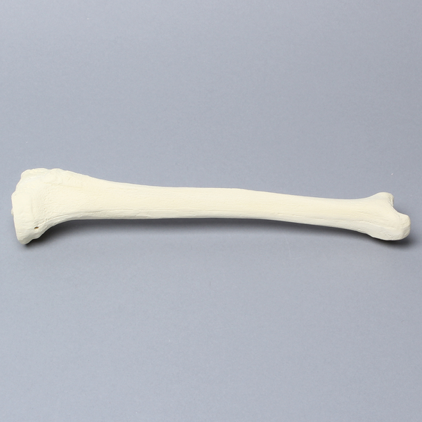 Tibia with 8 mm Canal, Solid Foam, Left, Small