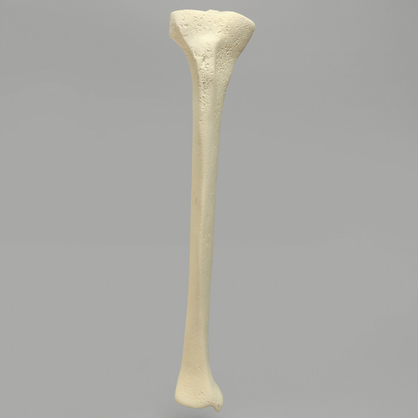 Tibia with 12.7 mm Canal, Solid Foam, Right, Medium