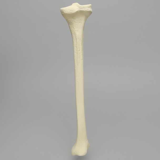 Tibia with 12.7 mm Canal, Solid Foam, Right, Medium