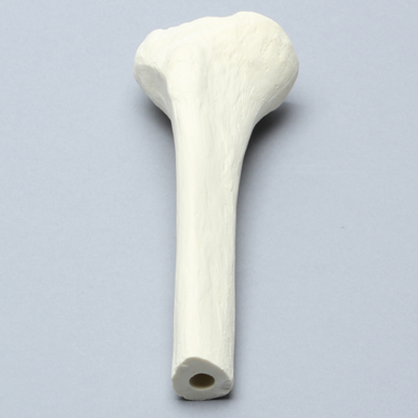 Tibia with 12 mm Canal, Solid Foam, Proximal, Right