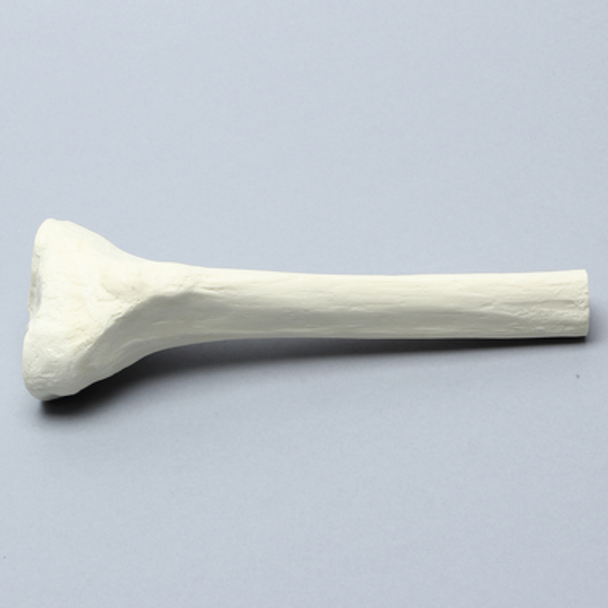 Tibia with 12 mm Canal, Solid Foam, Proximal, Right