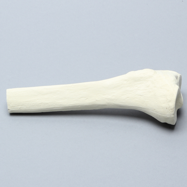 Tibia with 12 mm Canal, Solid Foam, Proximal, Right