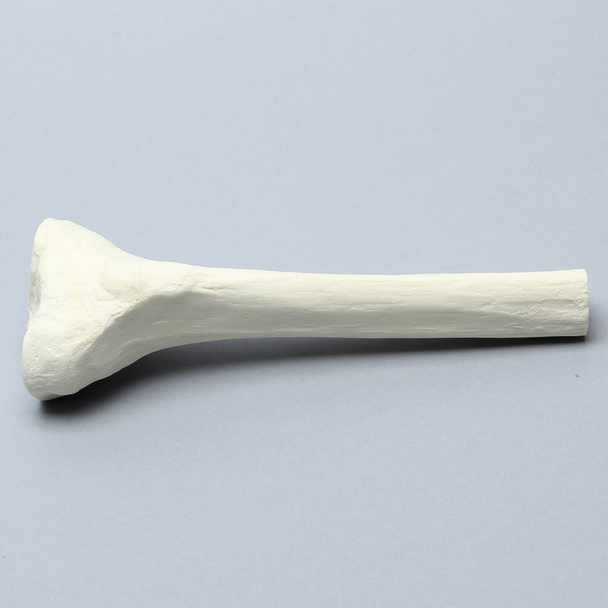 Tibia with 12 mm Canal, Solid Foam, Proximal, Right