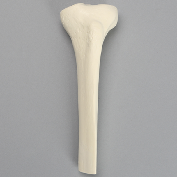 Tibia with 12mm Canal, Solid Foam, Proximal, Left