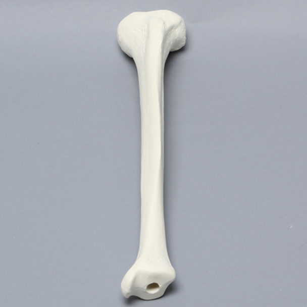 Tibia with 12 mm Canal, Solid Foam, Left, Medium