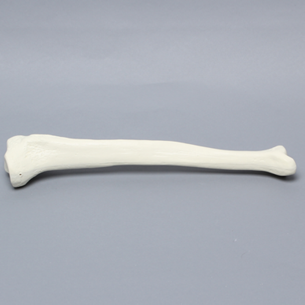 Tibia with 12 mm Canal, Solid Foam, Left, Medium