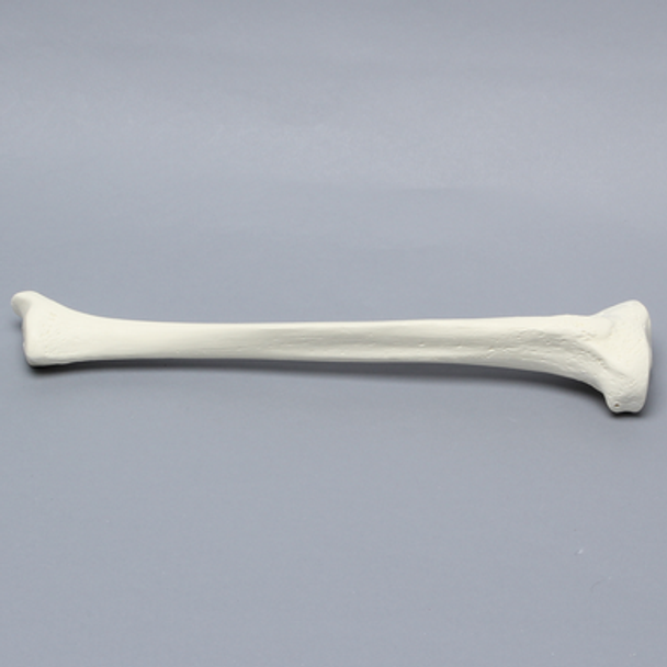Tibia with 12 mm Canal, Solid Foam, Left, Medium
