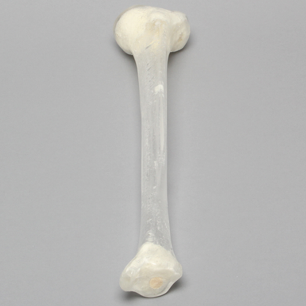 Tibia with 13 mm Canal, Transparent, Left, Medium