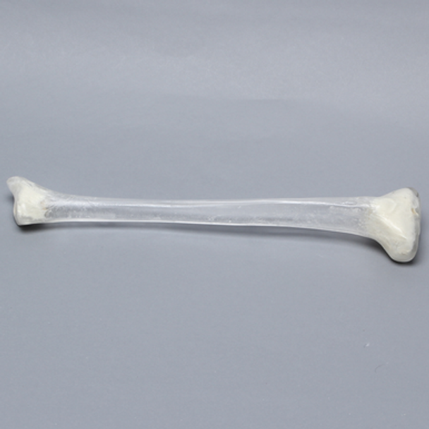 Tibia with 13 mm Canal, Transparent, Left, Medium