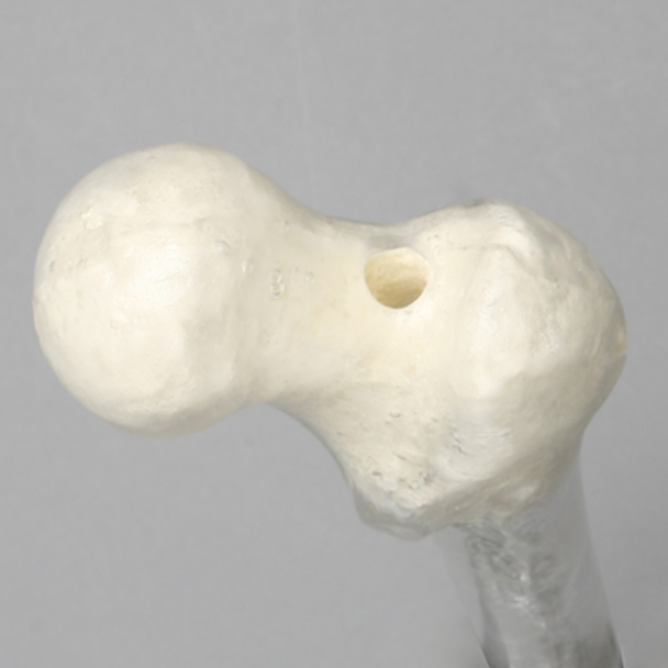 Femur, Transparent with 15.5 mm Canal, Right