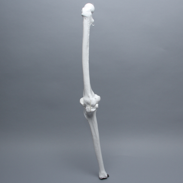 Full Length Knee with Patella and Three Stretch Cord Ligaments