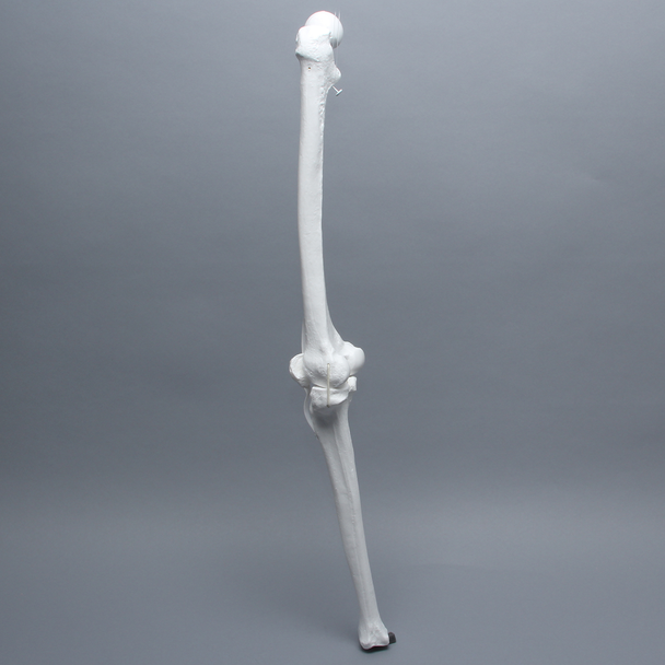 Full Length Knee with Patella and Three Stretch Cord Ligaments