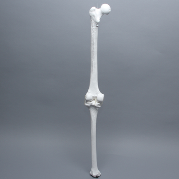 Full Length Knee with Three Stretch Cord Ligaments, Left, Large