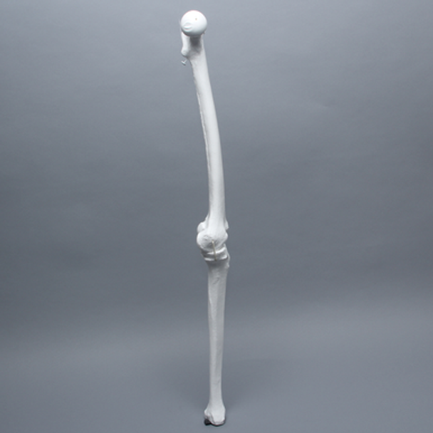 Full Length Knee with Three Stretch Cord Ligaments, Left, Large