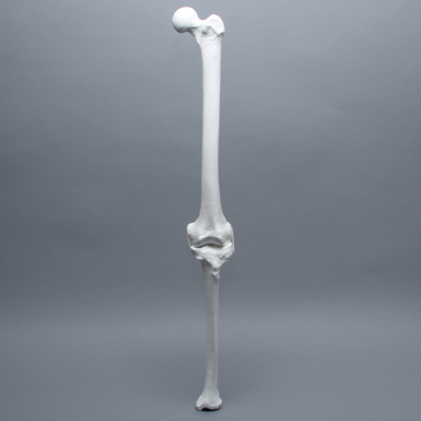 Full Length Knee with Three Stretch Cord Ligaments, Left, Large