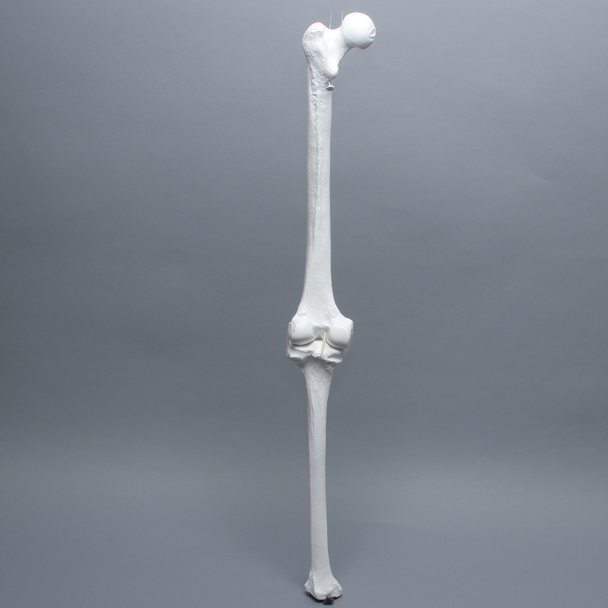 Full Length Knee with Three Stretch Cord Ligaments, Left, Large