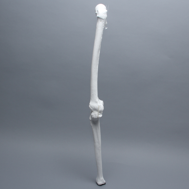 Full Length Knee with Three Stretch Cord Ligaments, Left, Large