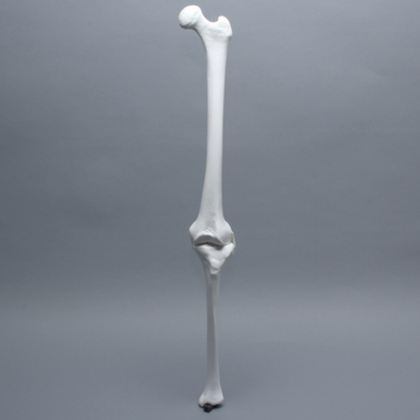 Full Length Knee with Three Stretch Cord Ligaments, Left, Medium