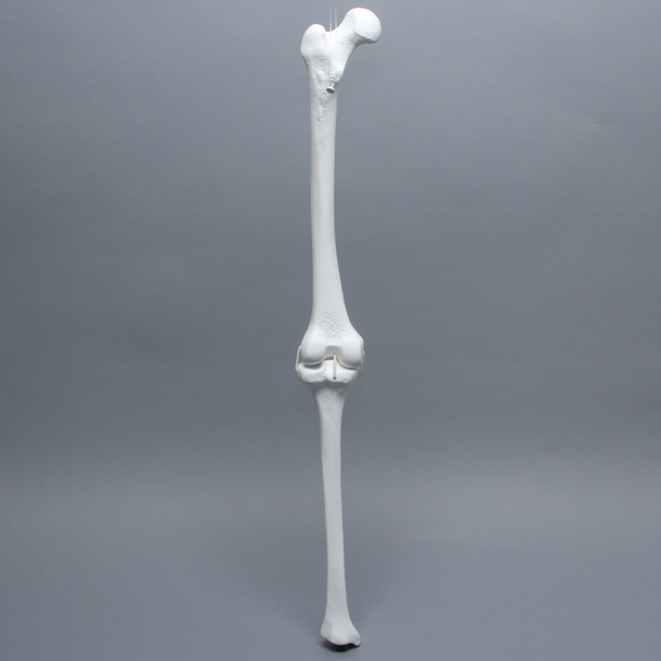 Full Length Knee with Three Stretch Cord Ligaments, Left, Medium