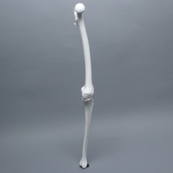 Full Length Knee with Three Stretch Cord Ligaments, Left, Medium