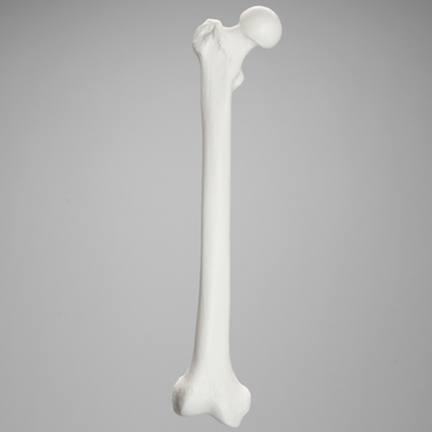 Femur, Solid White Plastic, Right