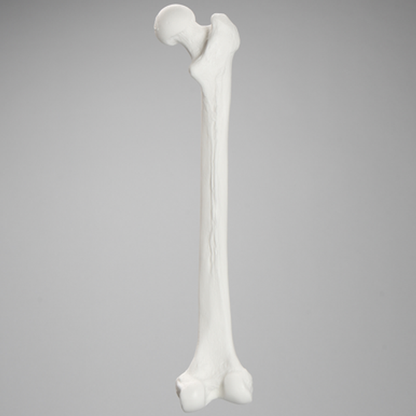 Femur, Solid White Plastic, Right