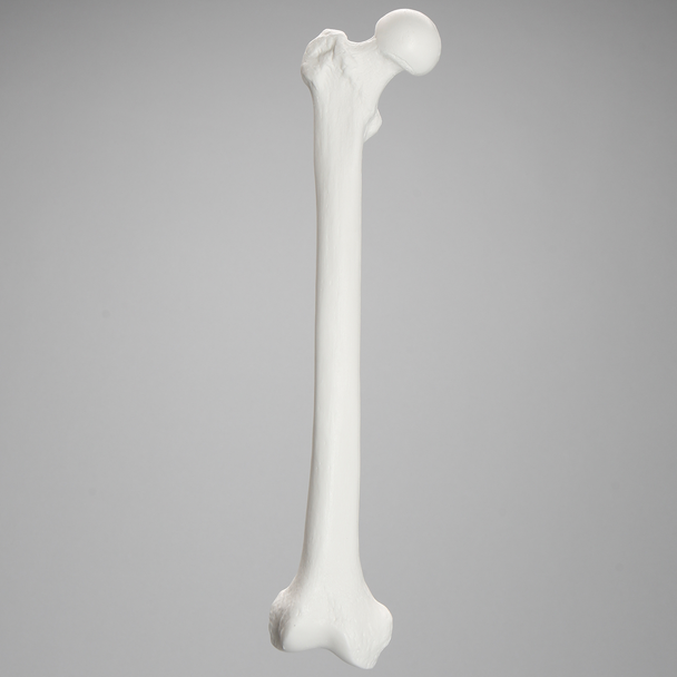 Femur, Solid White Plastic, Right