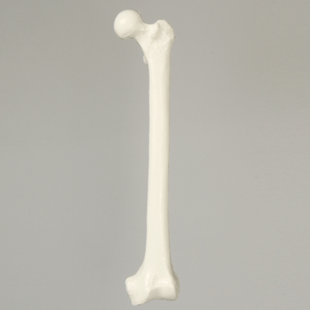 Femur, Solid White Plastic, Large