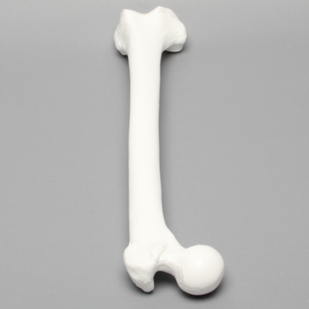 Femur, Solid White Plastic, Large