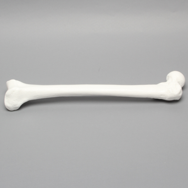 Femur, Solid White Plastic, Large