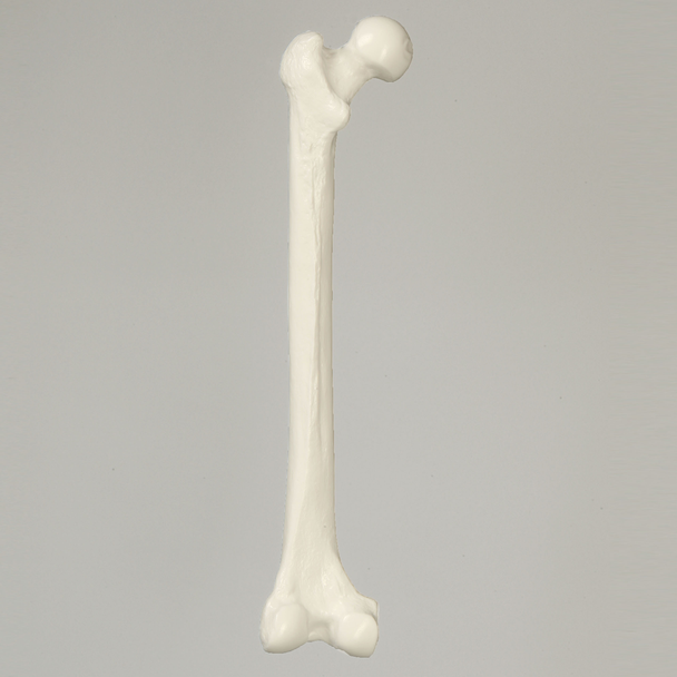Femur, Solid White Plastic, Large