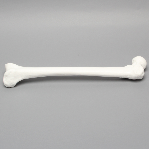 Femur, Solid White Plastic, Large