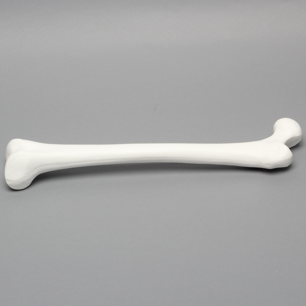 Femur with 15.5 mm Canal, Plastic Cortical Shell, Large