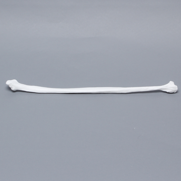 Fibula, Solid White Plastic, Left