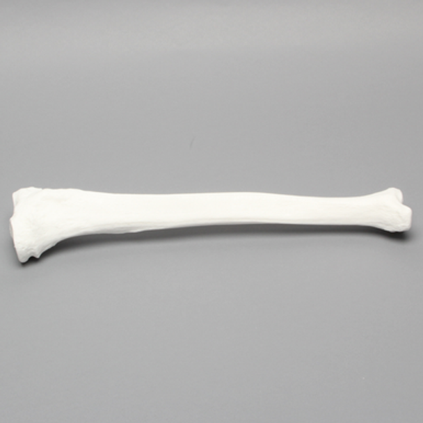Tibia, Plastic Cortical Shell, Left