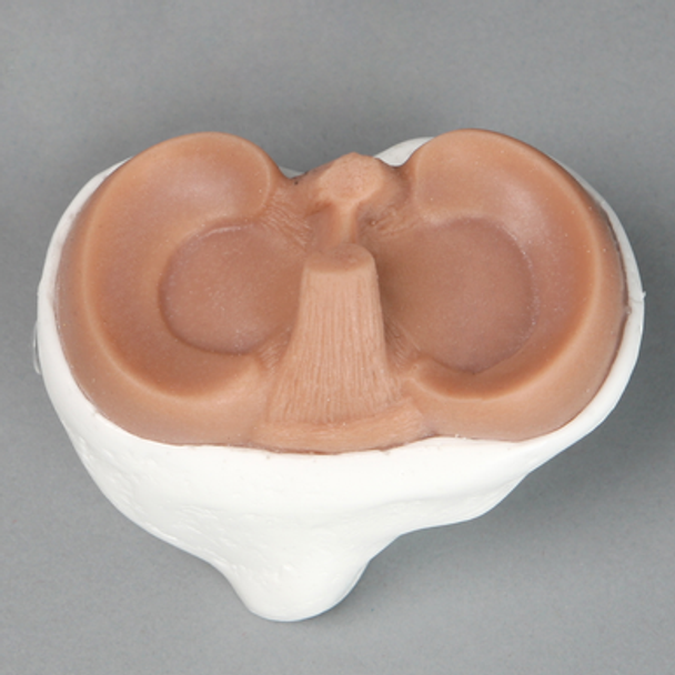 Replacement Tibia for Suture Trainer