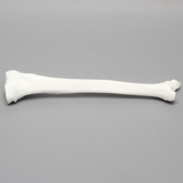 Tibia and Fibula, Plastic Cortical Shell, Large