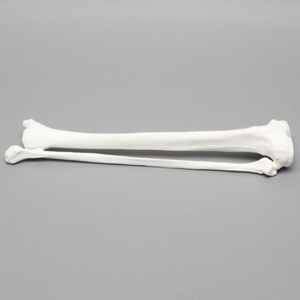 Tibia and Fibula, Plastic Cortical Shell, Large